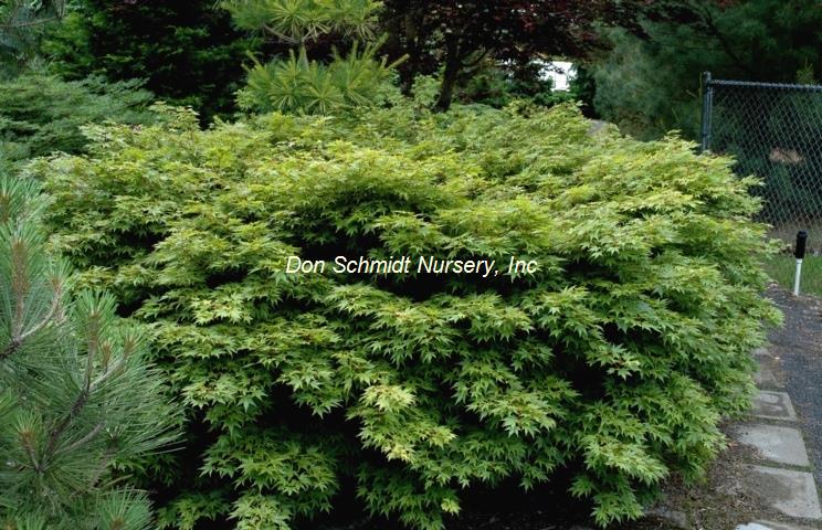 Acer palmatum 'Berry Dwarf'