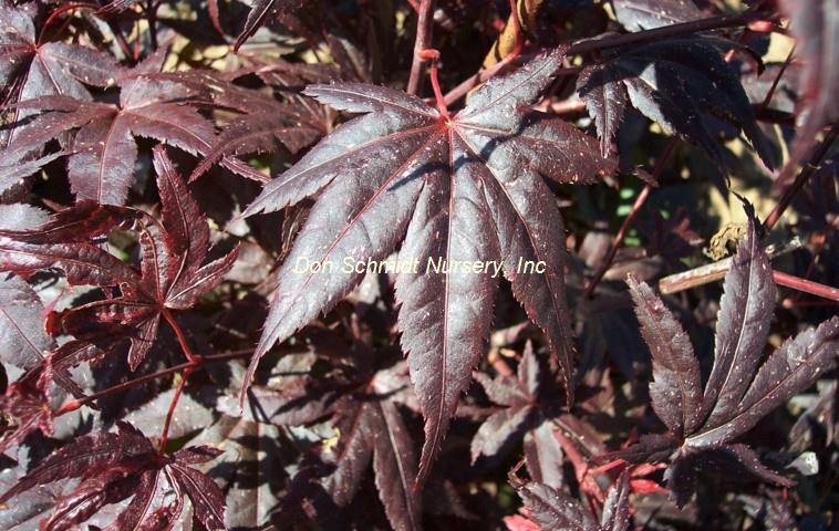 Acer palmatum 'Lozita'