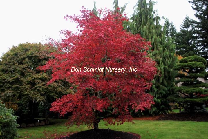 Acer japonicum 'Aconitifolium'