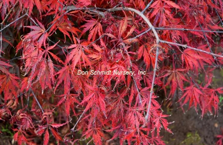 Acer palmatum 'Heartbeat'