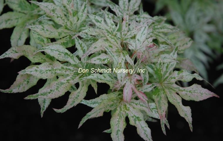 Acer palmatum 'Ukigumo'