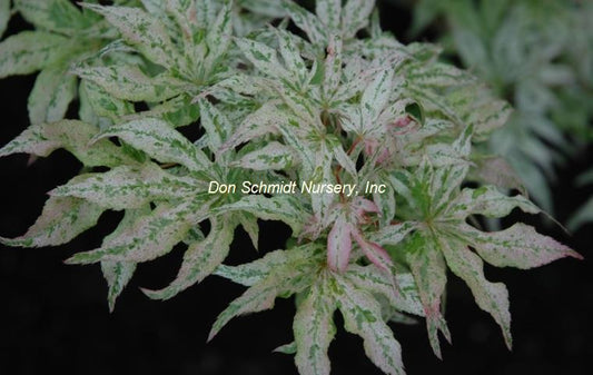 Acer palmatum 'Ukigumo'