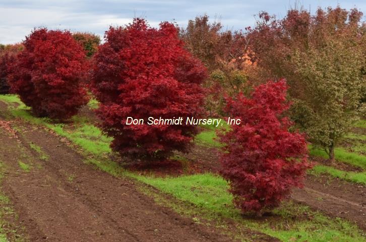 Acer palmatum 'Skeeter's Broom'