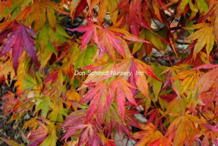 Acer palmatum 'Tsuri Nishiki'
