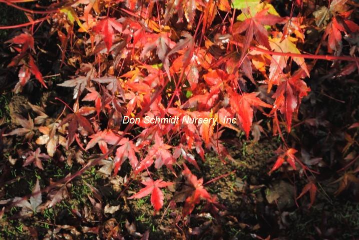 Acer palmatum 'Katsura Hime'