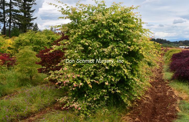 Acer palmatum 'Kotobuki' RARE