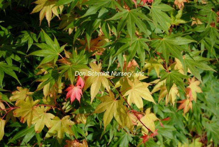 Acer palmatum 'Syuka'