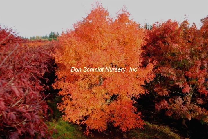 Acer palmatum 'Mama'