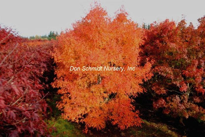Acer palmatum 'Mama'