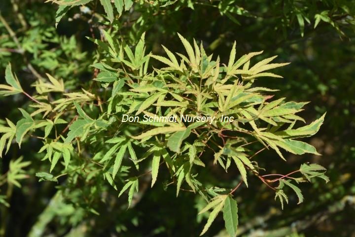 Acer palmatum 'Hoshi Kuzu'