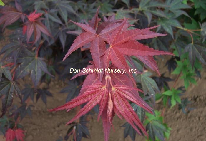 Acer palmatum 'Tsukushigata'