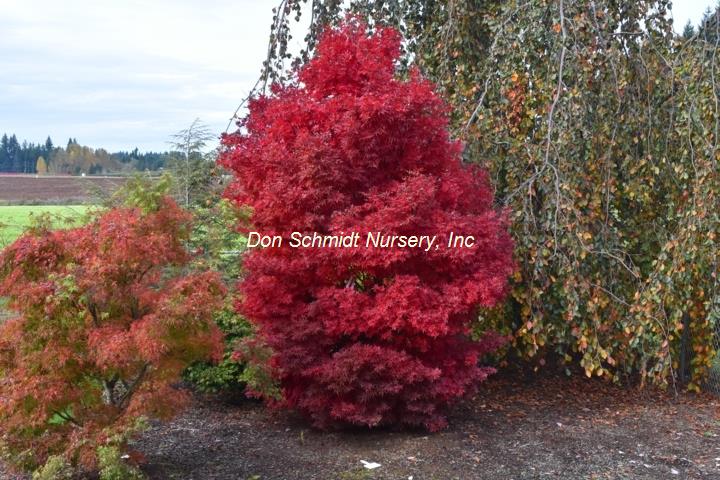 Acer palmatum 'Skeeter's Broom'