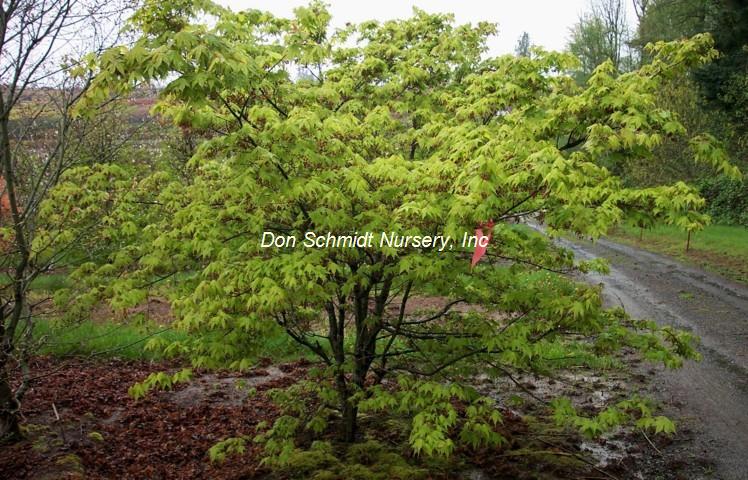 Acer palmatum 'Ichigyoji'