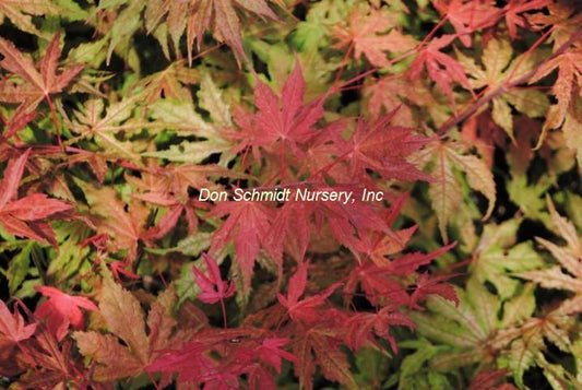 Acer palmatum 'Baby Ghost'