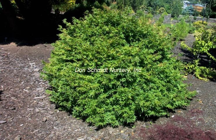 Acer palmatum 'Aoba Jo'