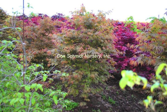 Acer palmatum 'Kurabu Yama'