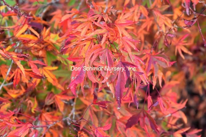 Acer palmatum 'Hoshi Kuzu'