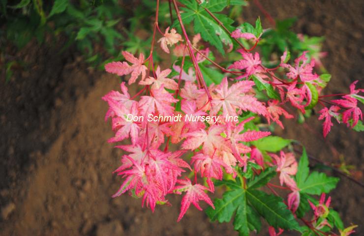 Acer palmatum 'Kotobuki' RARE