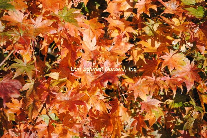 Acer palmatum 'Shigitatsu Sawa'