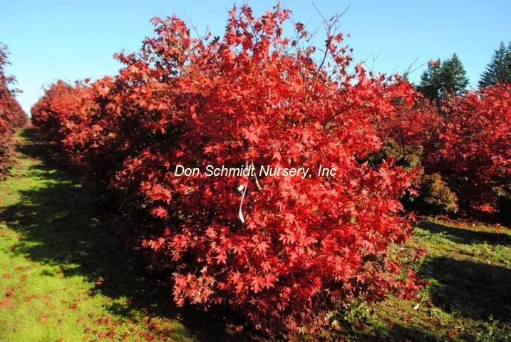 Acer palmatum 'Ichigyoji'