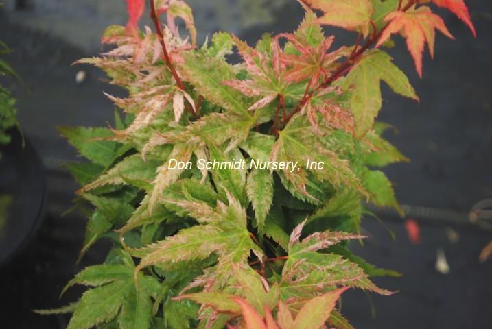 Acer palmatum 'Japanese Princess' RARE