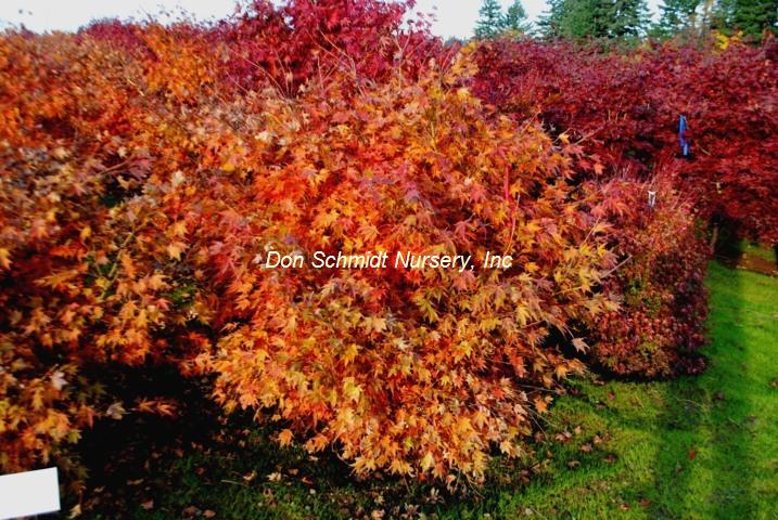 Acer palmatum 'Tsukushigata'