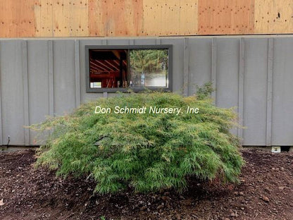 Acer palmatum 'Watnong'