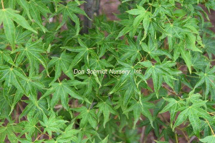 Acer palmatum 'Kawahara No Midori'