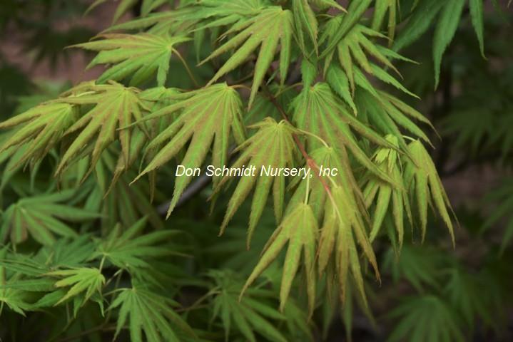 Acer shirasawanum 'Mr. Sun'