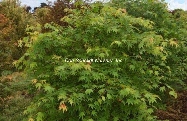 Acer palmatum 'Syuka'