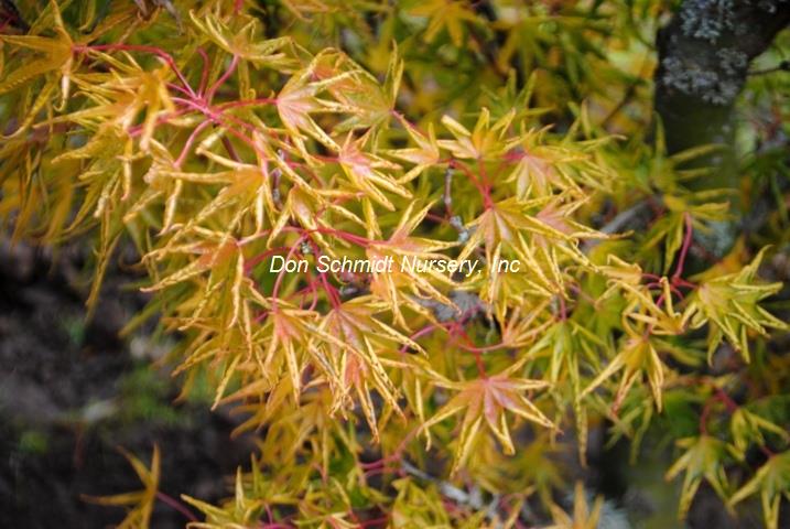 Acer palmatum 'Kurui Jishi' Crazy Lion Japanese Maple