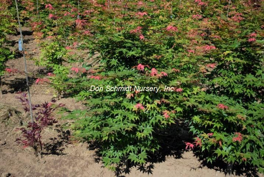 Acer palmatum 'Shadow Selection'
