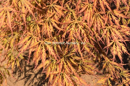 Acer palmatum 'Pendulum Julian'