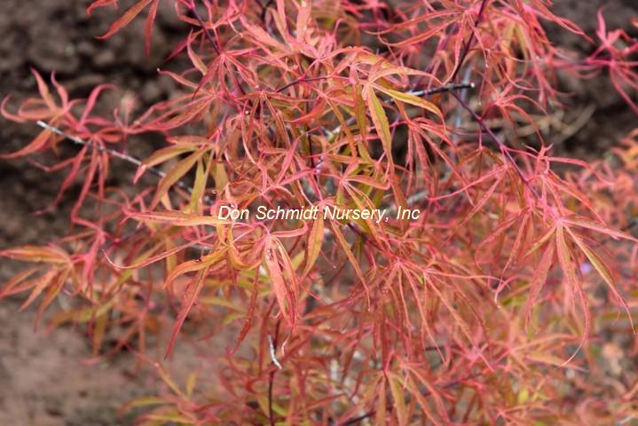 Acer japonicum "Fukinagashi'