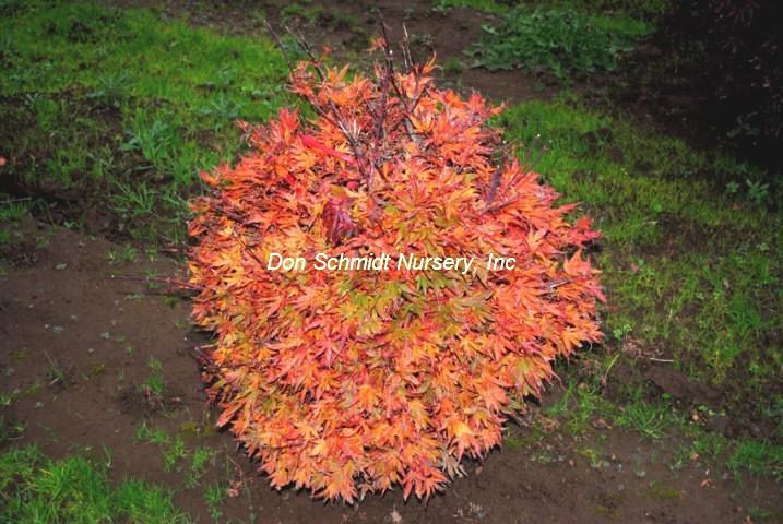 Acer palmatum 'Aratama'