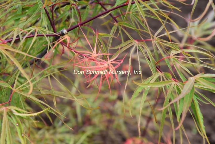 Acer japonicum "Fukinagashi'