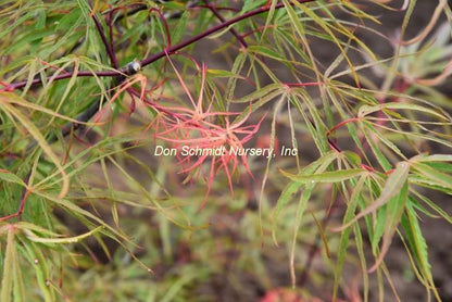 Acer japonicum "Fukinagashi'