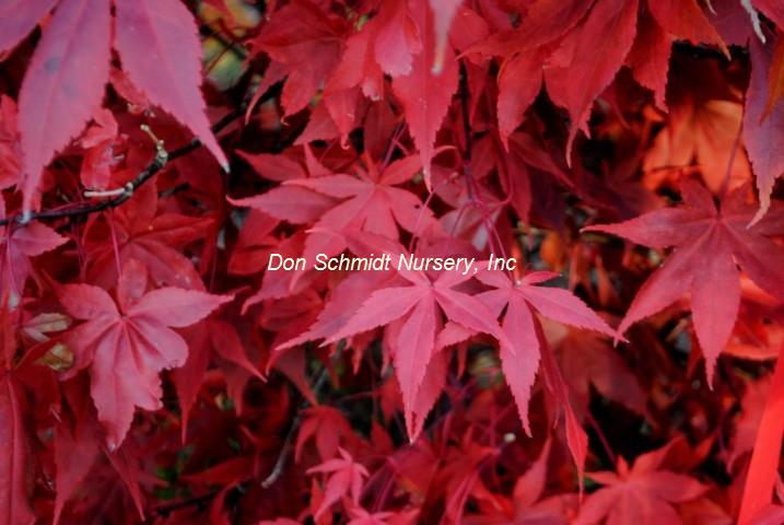 Acer palmatum 'Ichigyoji'