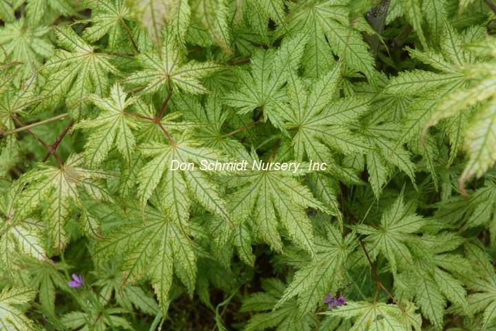 Acer palmatum 'Shigi No Hoshi'