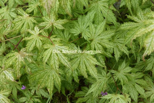Acer palmatum 'Shigi No Hoshi'
