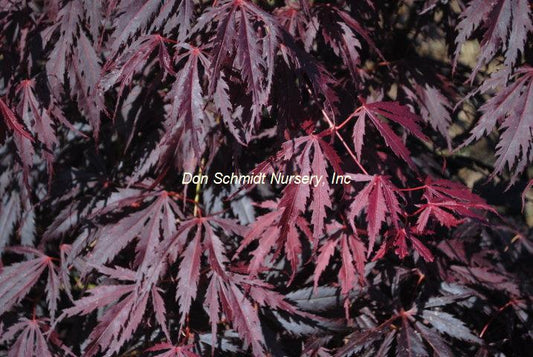 Acer palmatum 'Crimson Carol'