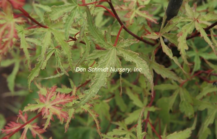 Acer palmatum 'Mama'