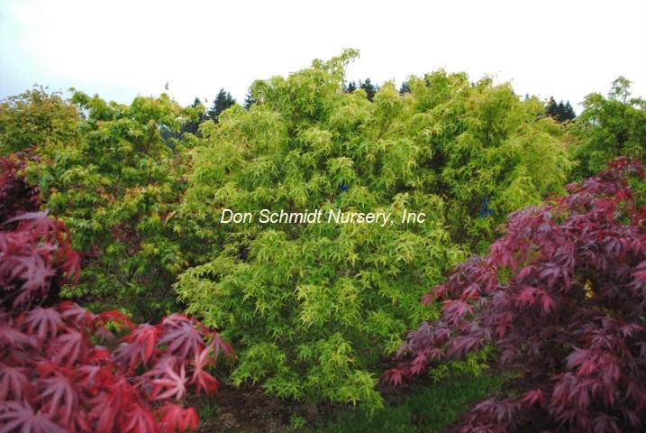 Acer palmatum 'Mama'