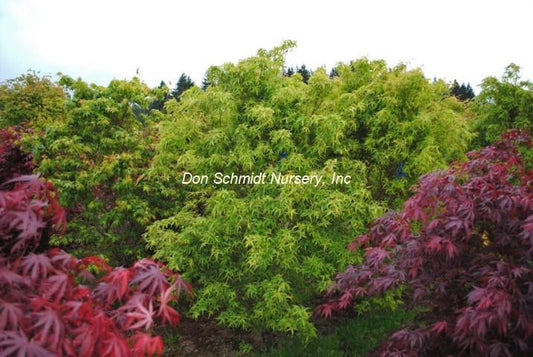 Acer palmatum 'Mama'