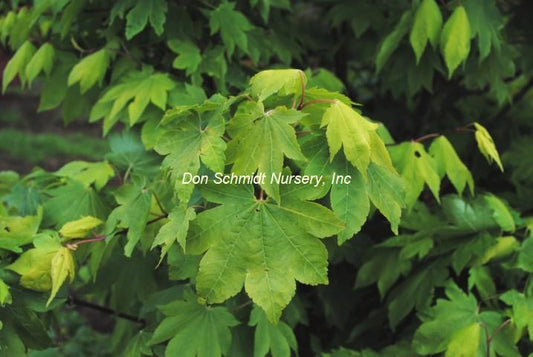 Acer sieboldianum 'Mikasayama'