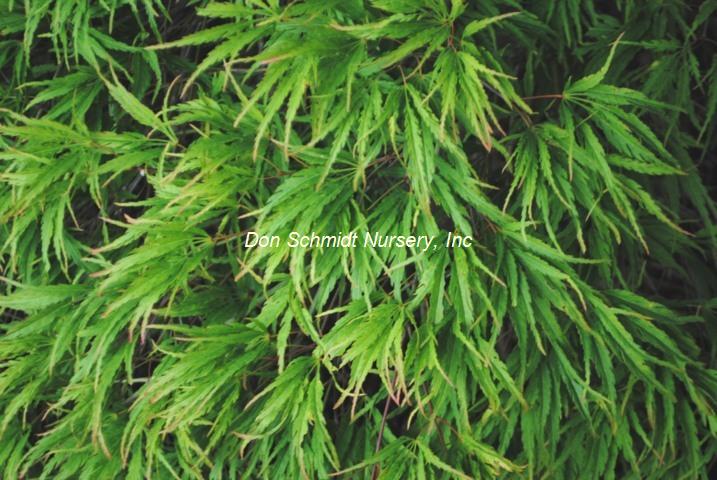 Acer palmatum 'Midori No Teiboku'