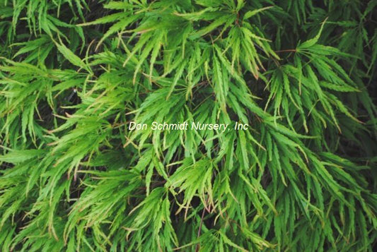 Acer palmatum 'Midori No Teiboku'