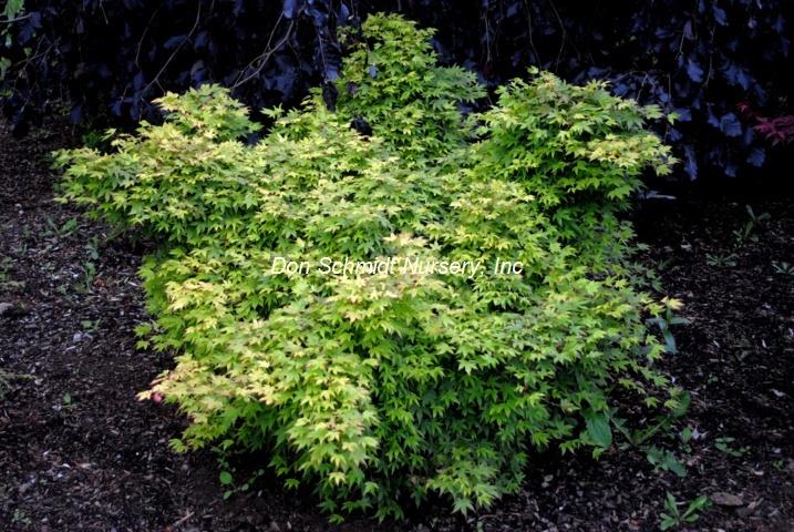 Acer palmatum 'Berry Dwarf'