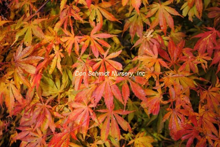 Acer palmatum 'Kurabu Yama'