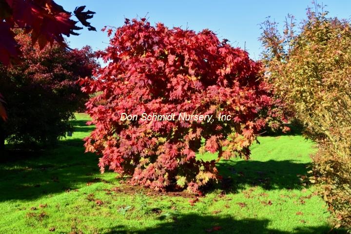 Acer japonicum 'Vitifolium'